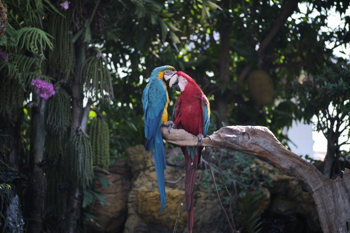 Café Amazon - Convenience Coffee in Thailand