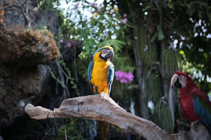 Café Amazon - Convenience Coffee in Thailand